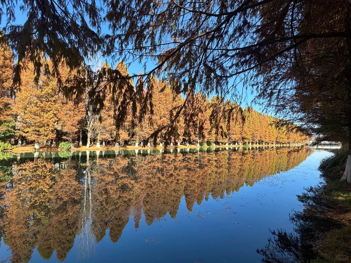 Autumn cypress trees reflected in a Kunming lake